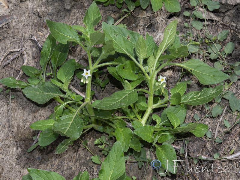 Solanum physalifolium.07