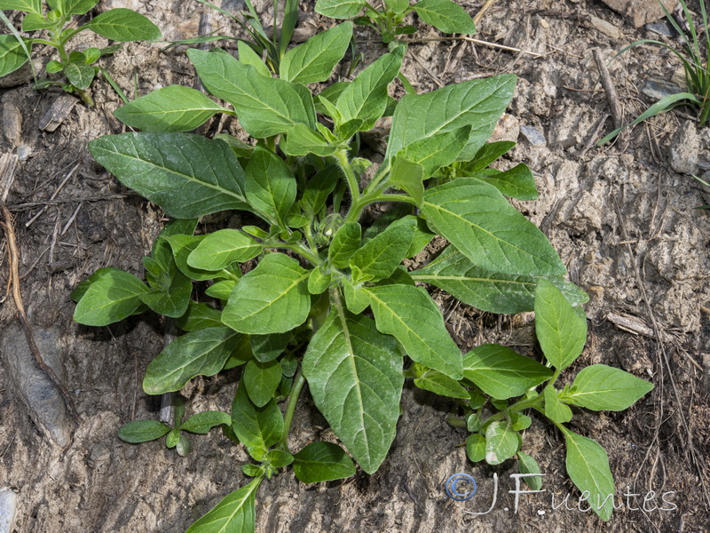 Solanum physalifolium.08