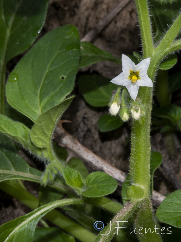 Solanum physalifolium.04