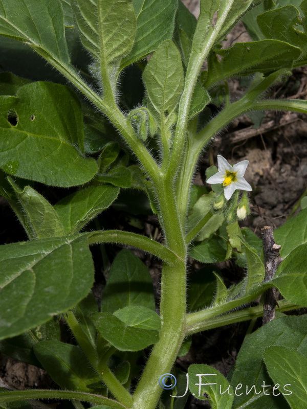 Solanum physalifolium.10