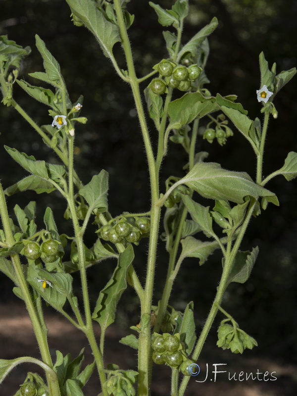 Solanum physalifolium.11