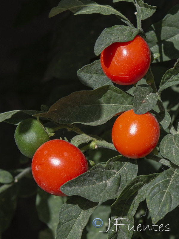 Solanum pseudocapsicum.02