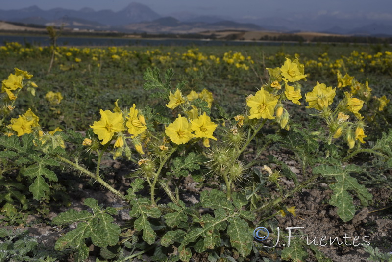 Solanum rostratum.01