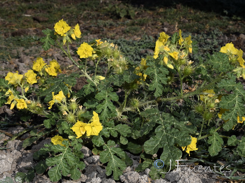 Solanum rostratum.02