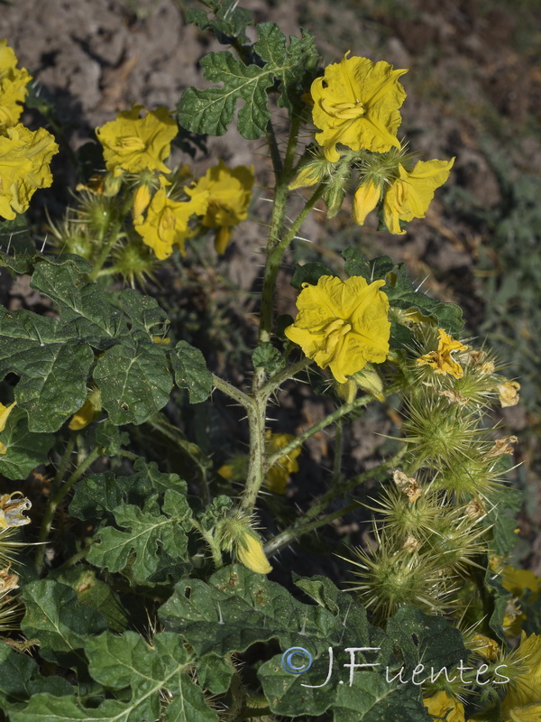 Solanum rostratum.03