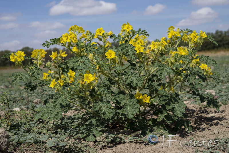 Solanum rostratum.05