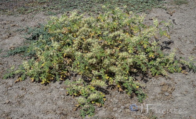 Solanum rostratum.07