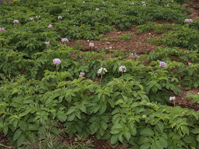 Solanum tuberosum.01