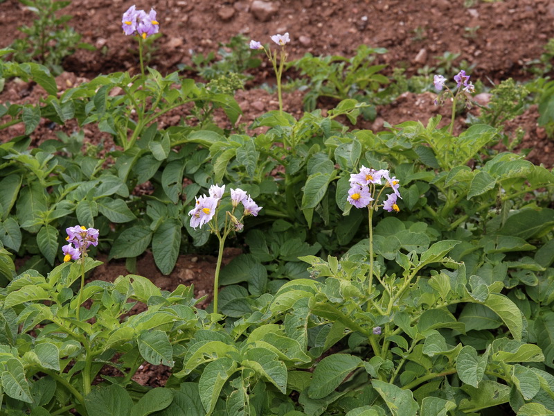 Solanum tuberosum.05