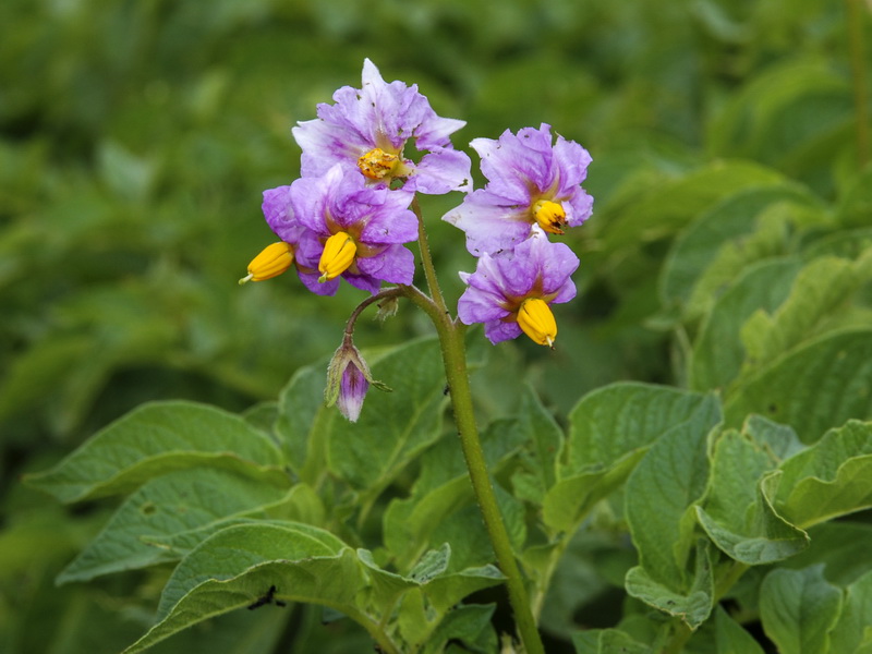 Solanum tuberosum.07