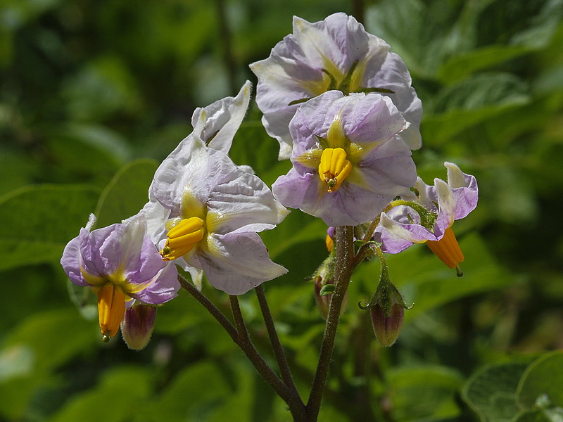 Solanum tuberosum.10