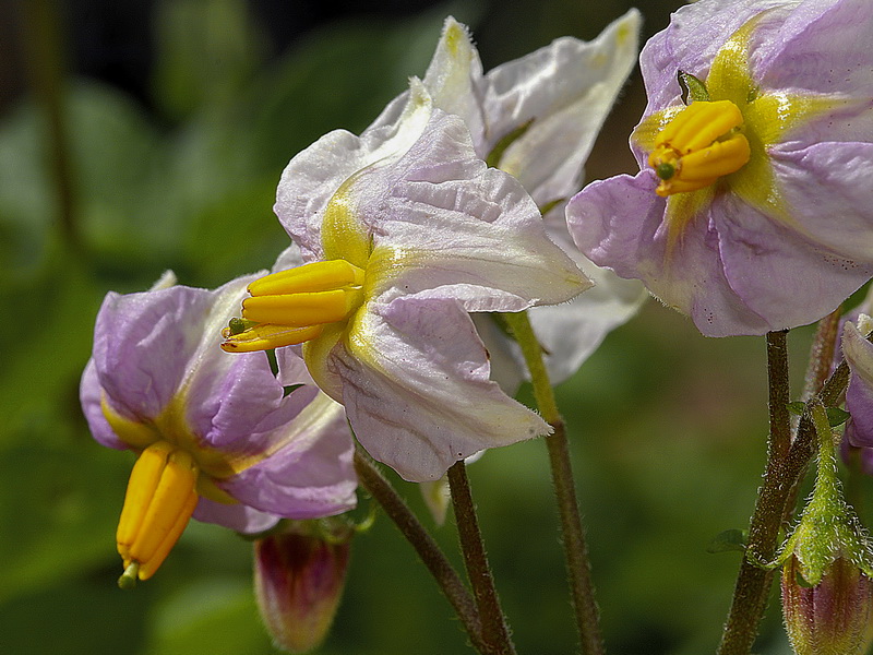 Solanum tuberosum.13