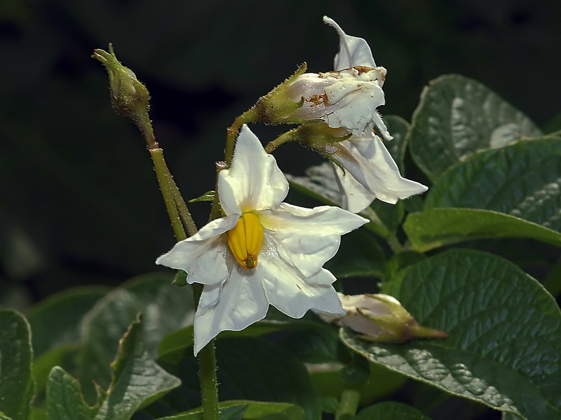 Solanum tuberosum.15