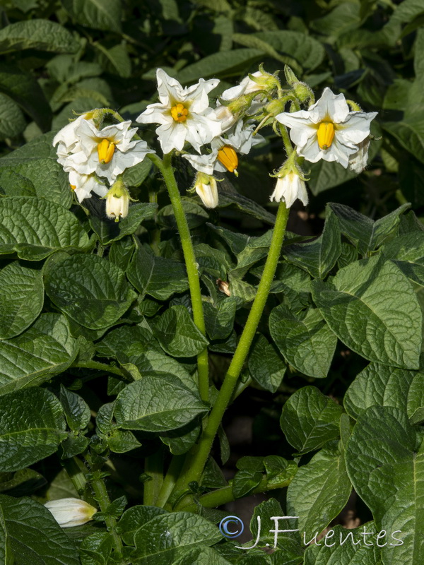 Solanum tuberosum.16