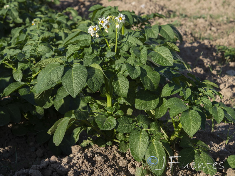 Solanum tuberosum.17