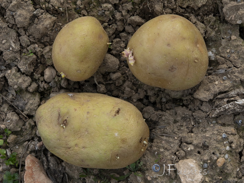 Solanum tuberosum.18