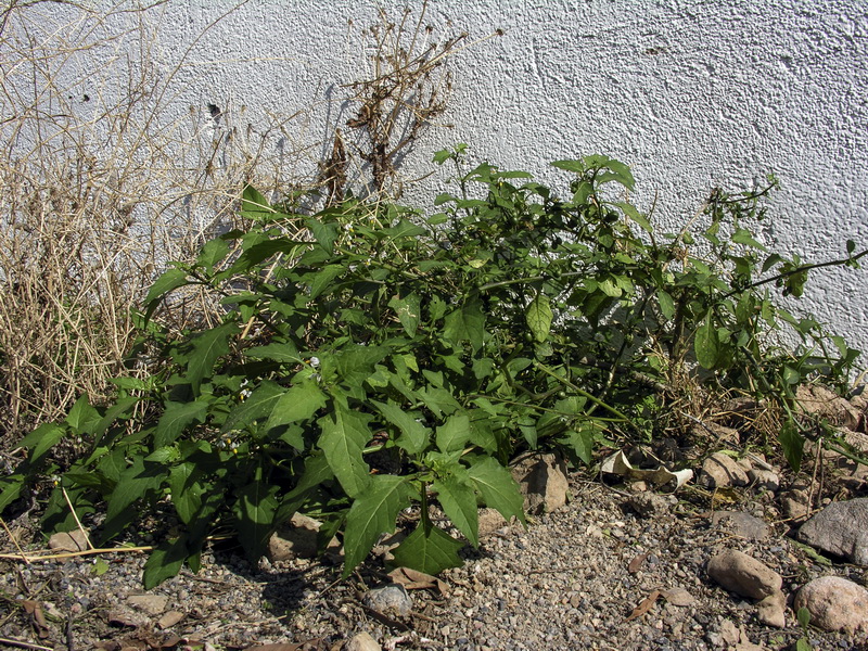 Solanum villosum.01