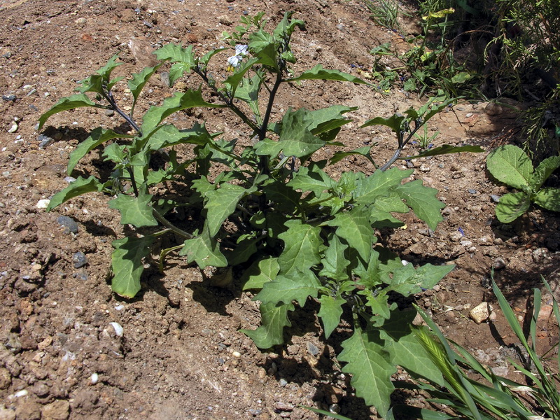 Solanum villosum.03