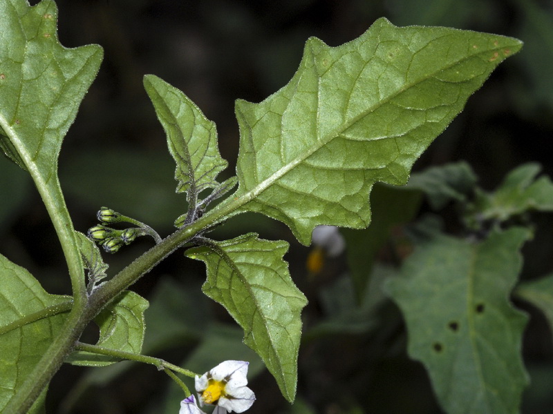 Solanum villosum.06