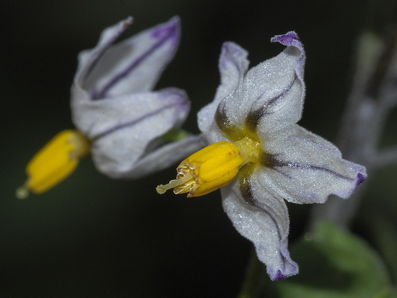Solanum villosum.08