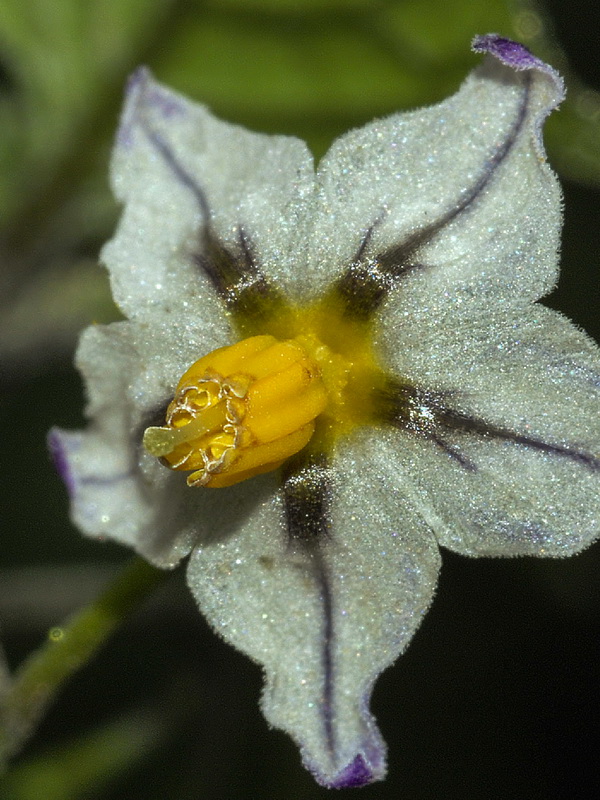 Solanum villosum.13