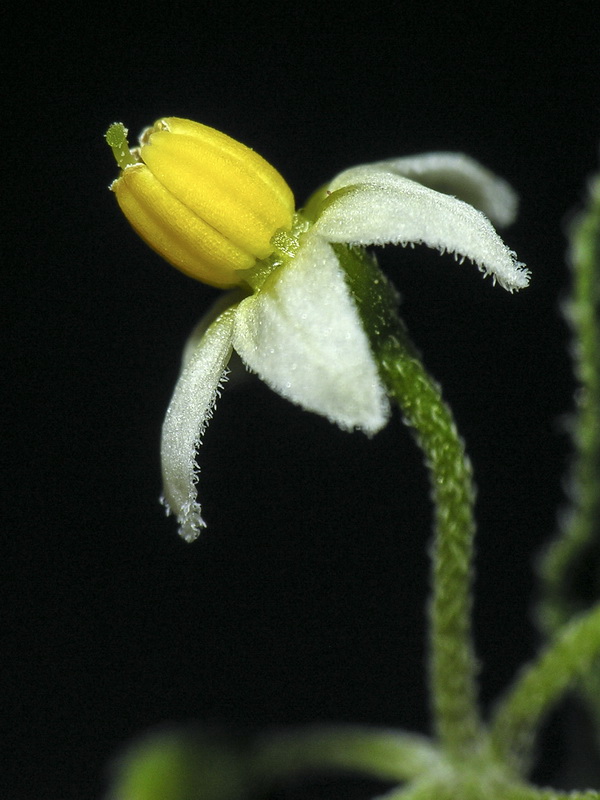 Solanum villosum.14