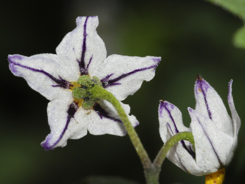 Solanum villosum.16