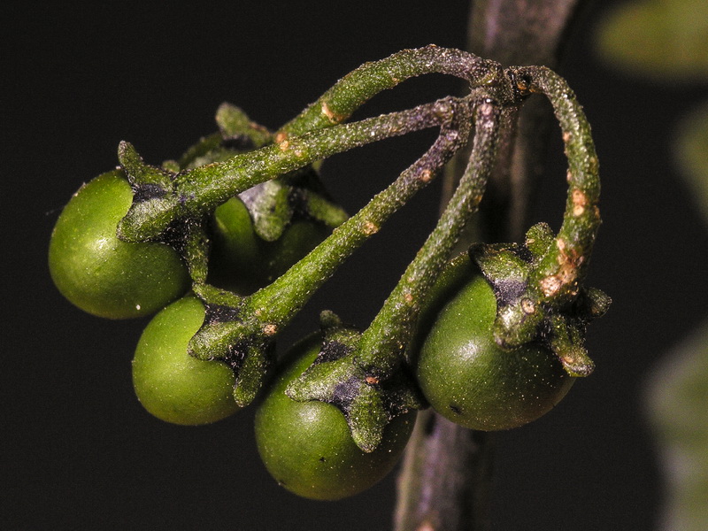Solanum villosum.17