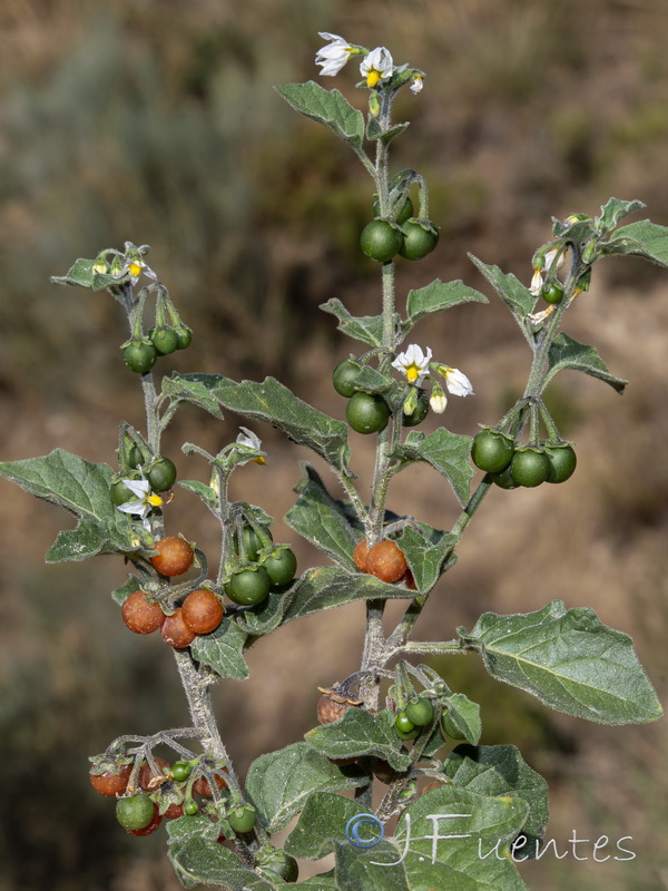 Solanum villosum.24