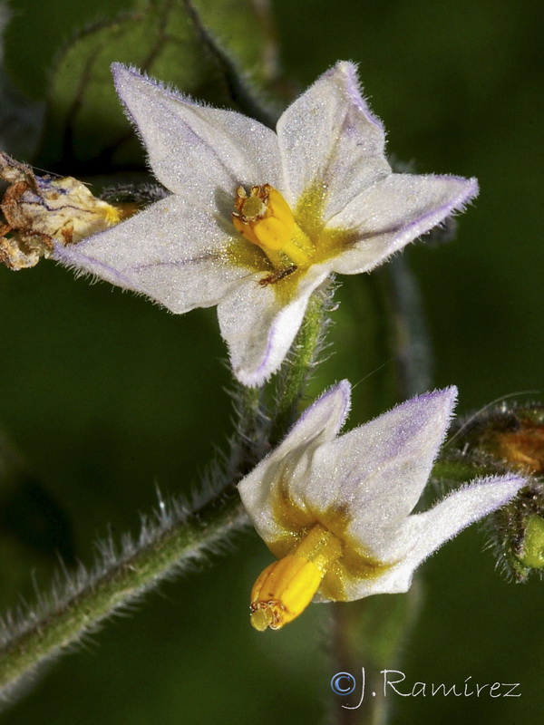Solanum villosum.14