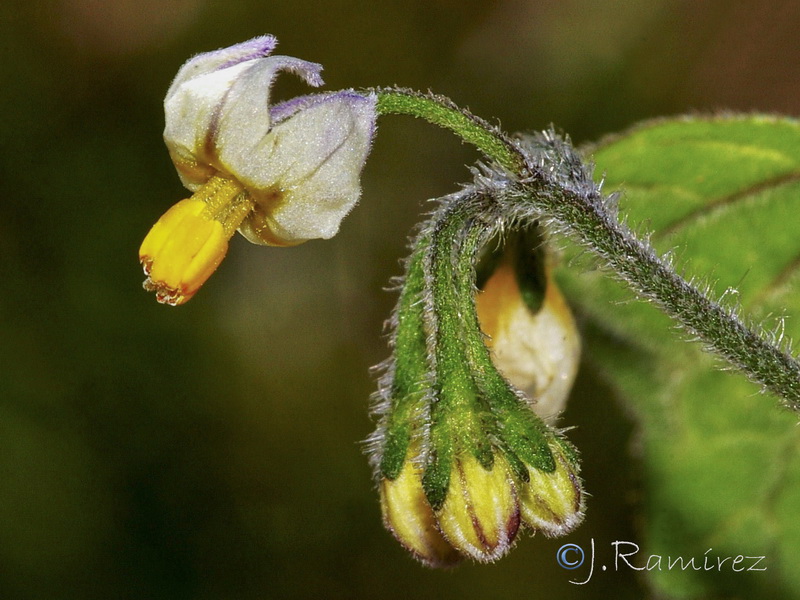Solanum villosum.33