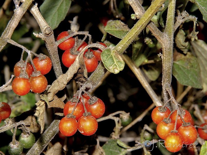 Solanum villosum.17