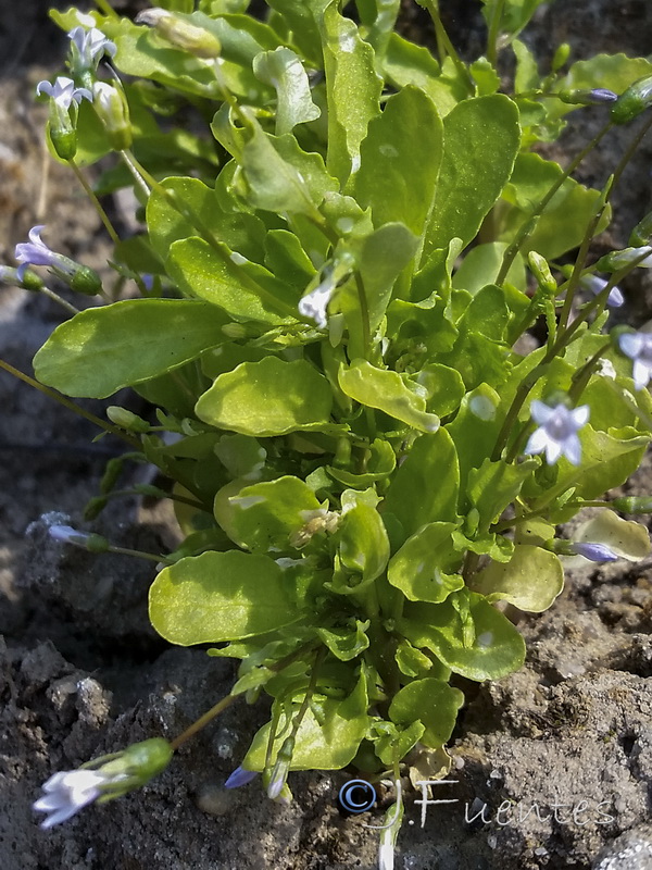 Solenopsis laurentia.06