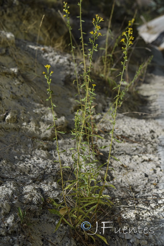 Solidago virgaurea.03