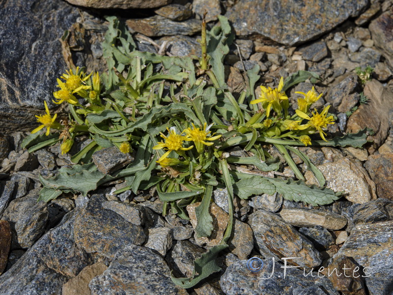 Solidago virgaurea.05