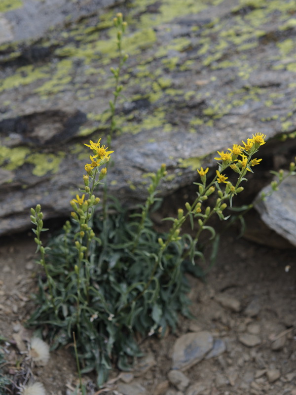 Solidago virgaurea.12