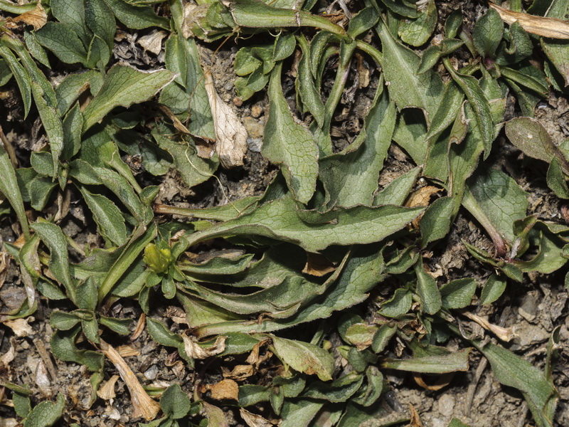 Solidago virgaurea.14