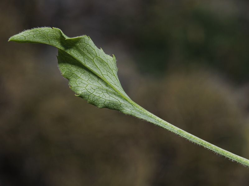 Solidago virgaurea.16