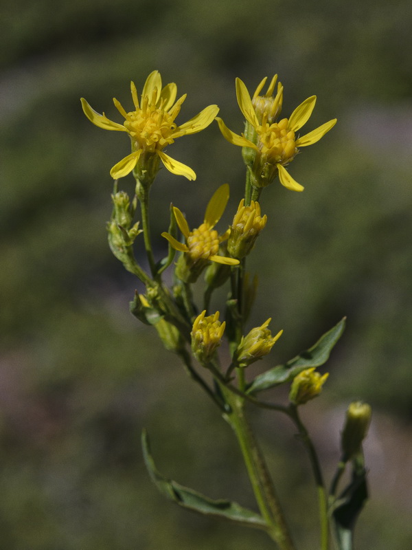 Solidago virgaurea.19