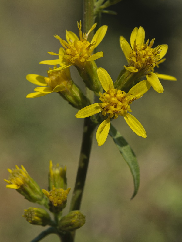 Solidago virgaurea.20