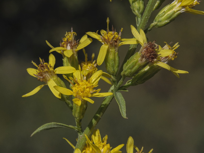 Solidago virgaurea.21