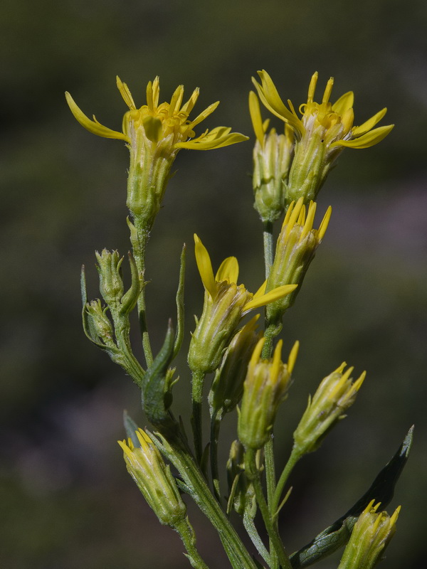 Solidago virgaurea.22