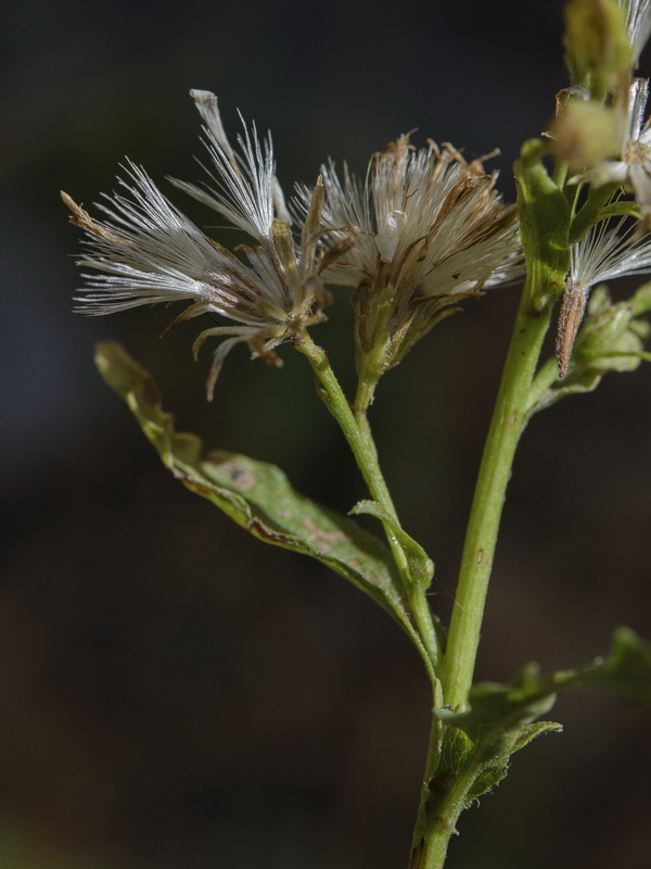 Solidago virgaurea.24