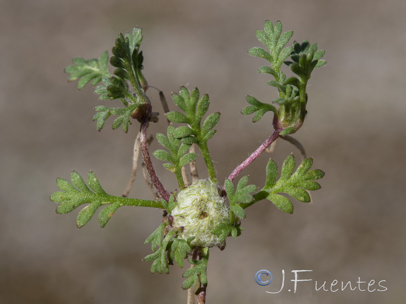 Soliva stolonifera.08