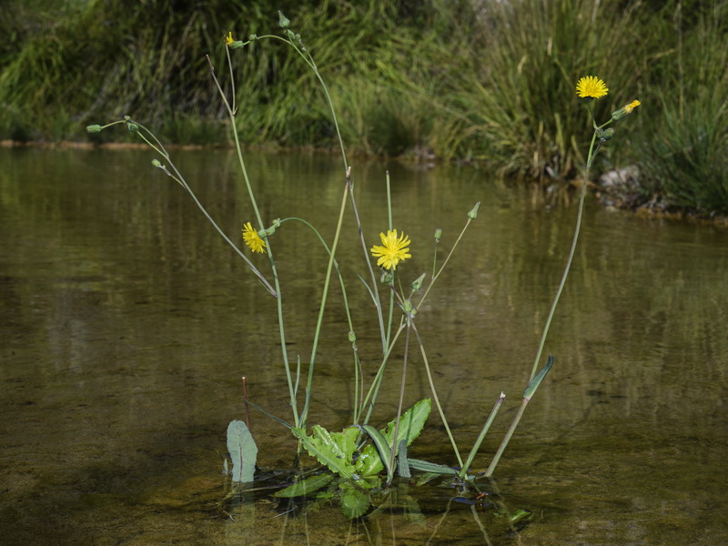 Sonchus aquatilis.01