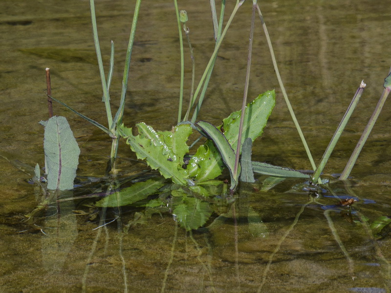 Sonchus aquatilis.02