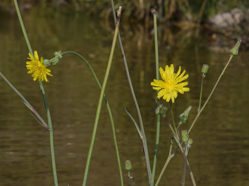 Sonchus aquatilis.03