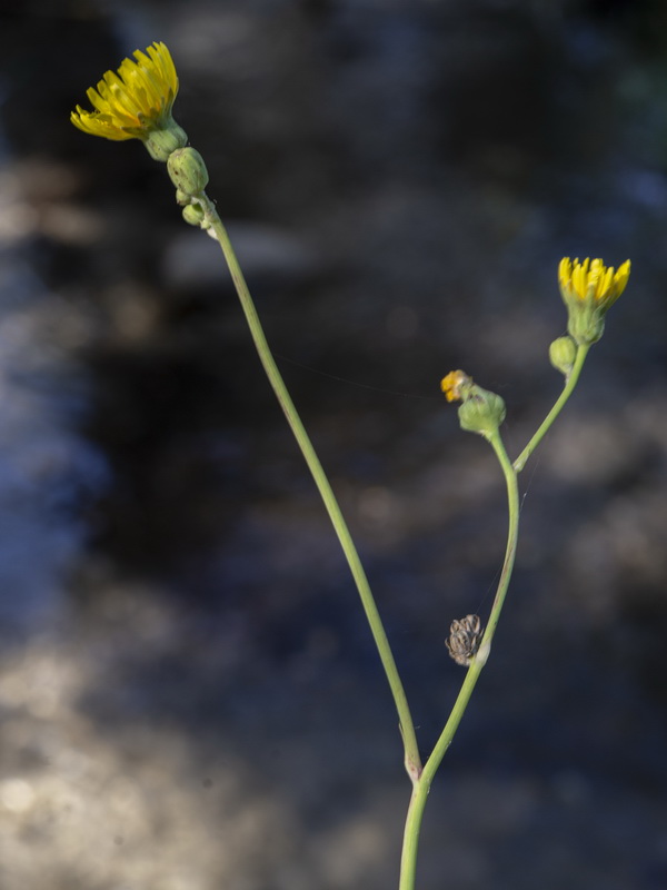 Sonchus aquatilis.05