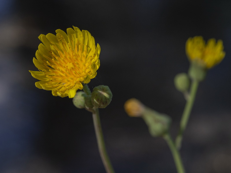 Sonchus aquatilis.06