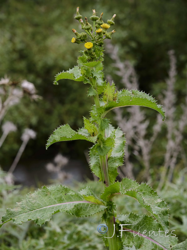 Sonchus asper.01